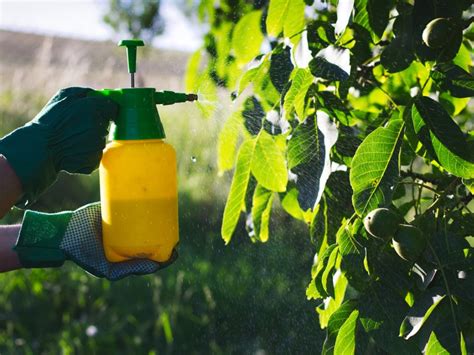 Foliar Spray: