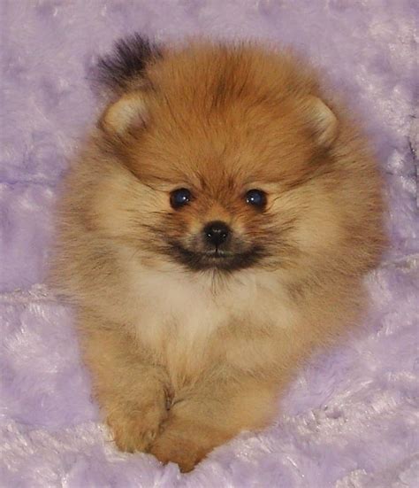 Foo Foo Little Dogs: A Complete Guide to the Tiny Cuties