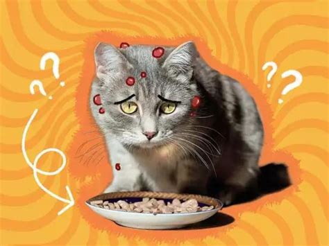 Food Allergies in Cats: The Ultimate Guide (With 4 Helpful Tables!)