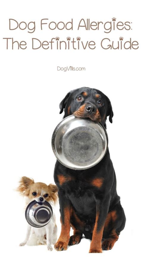 Food Allergies in Dogs: A 10,000-Character Guide