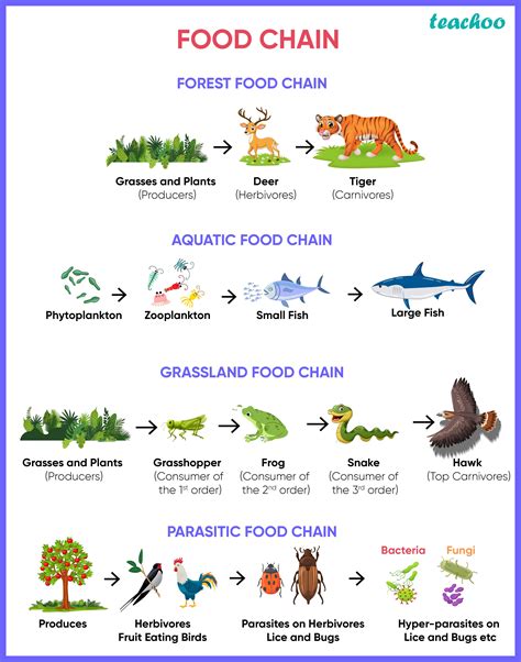 Food Chain Questions And Answers PDF