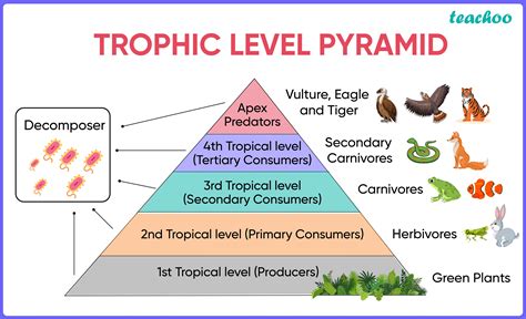 Food Chain Trophic Levels Answers Kindle Editon