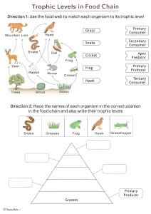 Food Chain Trophic Levels Answers Kindle Editon