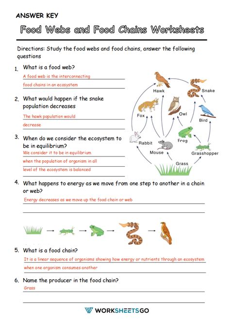 Food Chains And Webs Worksheet Answers PDF