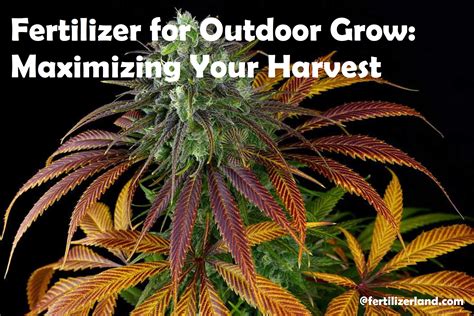 Food Plot Fertilizer: A Guide to Maximizing Your Harvest