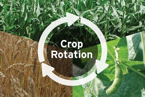 Food Technology VS Crop Rotation: The Ultimate Guide to 2025