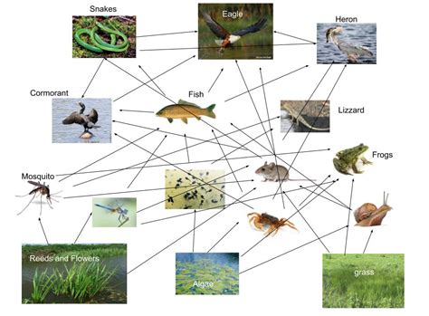Food Web of Wetlands: A Delicate Balance of Life