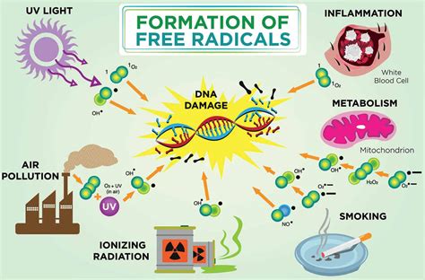 Food and Free Radicals Doc