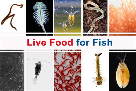 Food for a Fish PDF