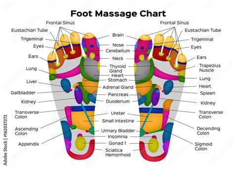 Foot And Organs Chart