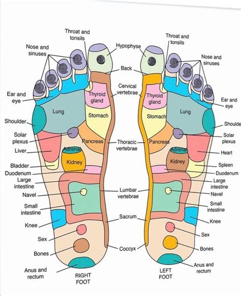 Foot Pressure Point Chart