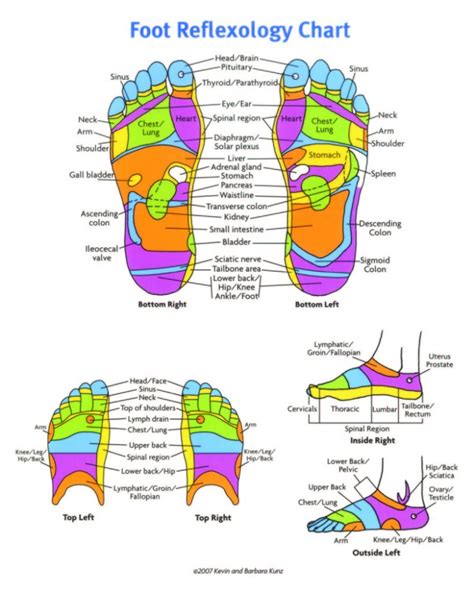 Foot Reflexology Chart Printable