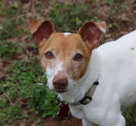 Foothills Humane Society: A Haven for Animals in Need