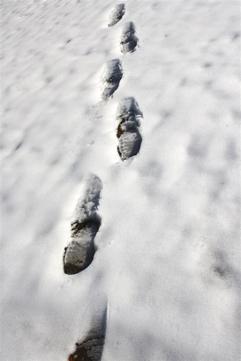 Footprints in the Snow Reader