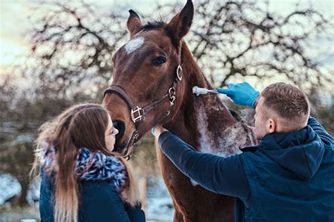 For Horses: