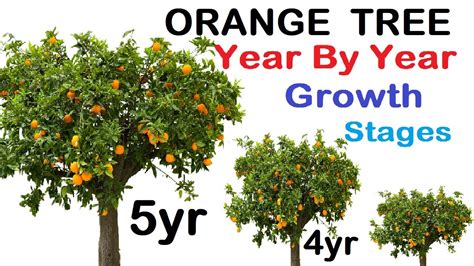 For young trees (1-4 years):