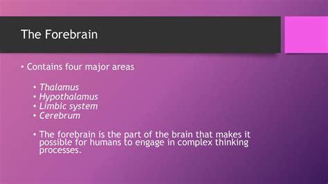 Forebrain: The Control Center