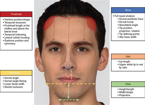 Forehead Dimensions: A Key Consideration