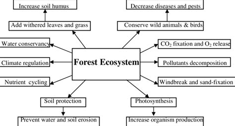 Forest Diagram: Unraveling the Complexity of Ecosystems