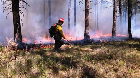 Forest Fire Prevention and Control Epub