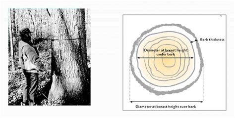 Forest Mensuration and Biometry Reader