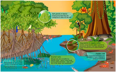 Forest Water Ecosystems 1 Ed. 83 PDF