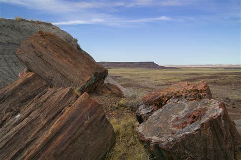 Formation and Geology of Petrified Black Wood