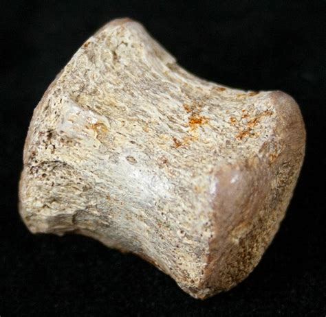 Formation of Petrified Bone