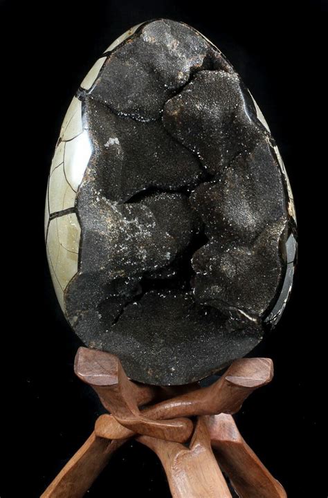 Formation of Septarian Eggs