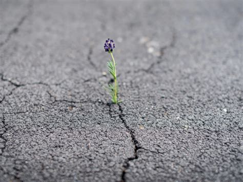 Fortaleza e Resiliência: