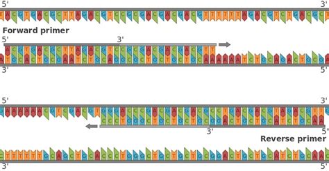 Forward and Reverse Primers: The Essential Duo for DNA Amplification