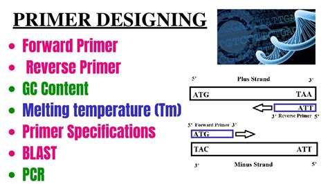 Forward and Reverse Primers: The Ultimate Guide