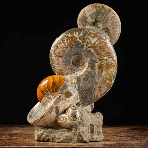 Fossil Ammonite Meaning: A Journey Through Time