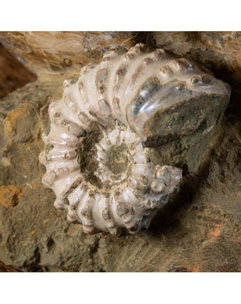 Fossil Ammonite Meaning: Decoding the Ancient Ocean's Secrets