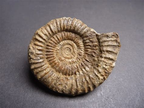 Fossil Ammonite Meaning: Unraveling Ancient Mysteries