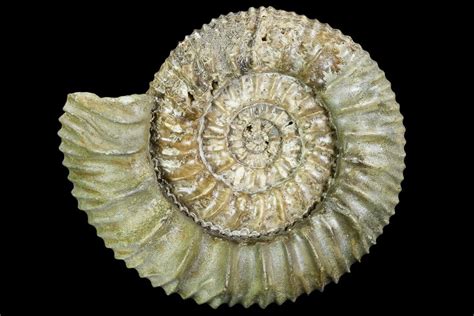 Fossil Ammonite Meaning: Unveiling 10,000+ Years of History