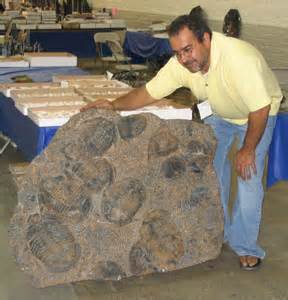 Fossil Dealers and Collectors: