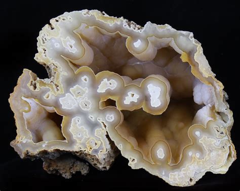 Fossilized Coral: A Natural Wonder