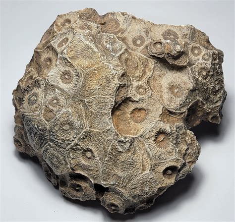 Fossilized Coral for Sale: 3,200-Year-Old Treasures for Modern Decor