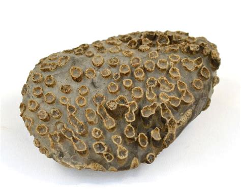 Fossilized Coral for Sale: A Treasure from the Depths