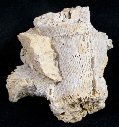 Fossilized Coral for Sale: Enhance Your Living Spaces with Ancient Masterpieces