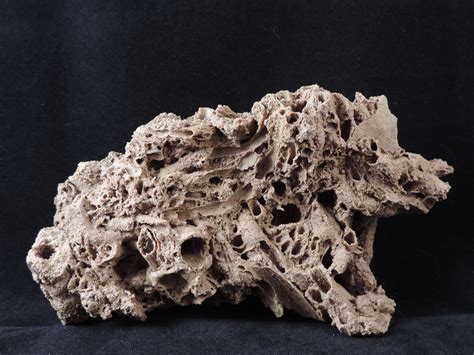 Fossilized Coral for Sale: Transform Your Space with Nature's Timeless Beauty