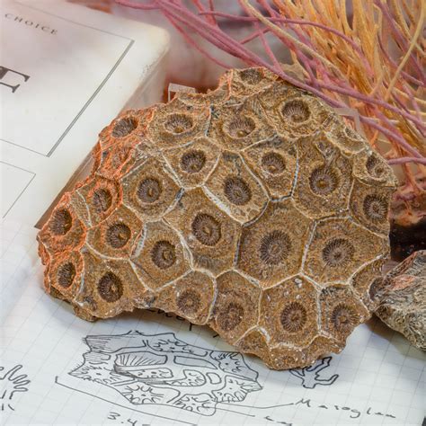 Fossilized Coral for Sale: Uncover the Ancient Treasures of the Oceans