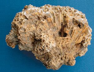 Fossilized Coral for Sale: Unveiling the Treasures of Ancient Reefs