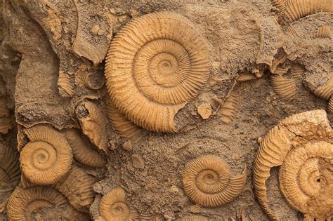 Fossils: A Buried Legacy