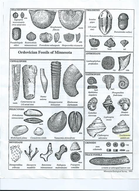 Fossils Identification Guide Epub