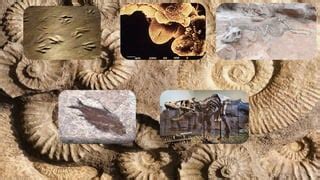 Fossils as Time Capsules