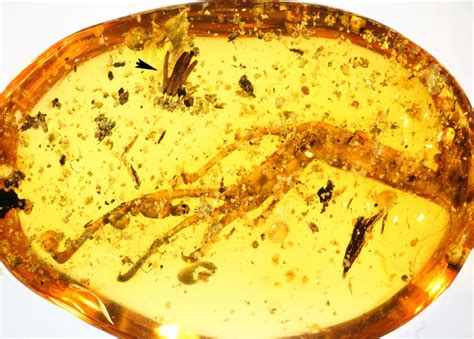 Fossils in Amber: A History of Research