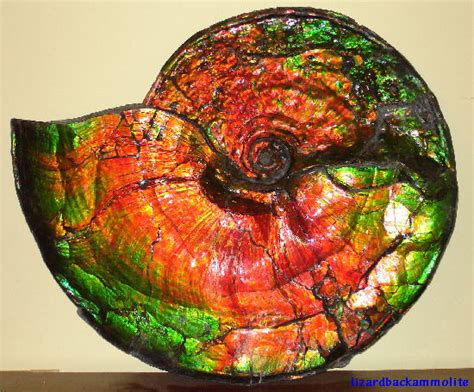 Fossils of the Deep: Unearthing the Secrets of Ammonites