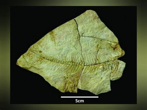 Fossils of the Marine Kingdom